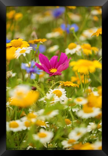 Meadow flowers Framed Print by Simon Johnson