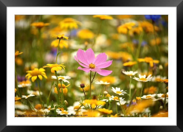 Meadow flower Framed Mounted Print by Simon Johnson
