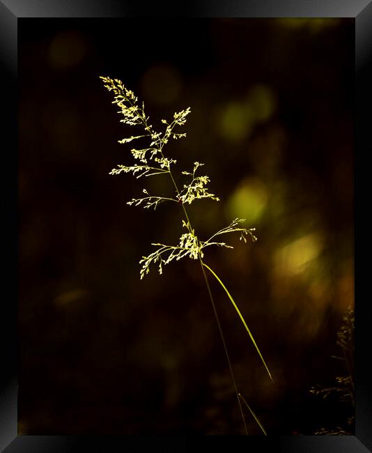 sunlit grass Snowshill woods Cotswolds Gloucestershire  Framed Print by Simon Johnson