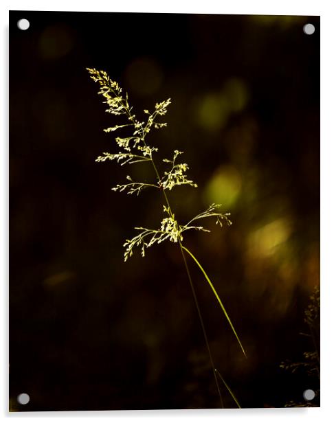 sunlit grass Snowshill woods Cotswolds Gloucestershire  Acrylic by Simon Johnson