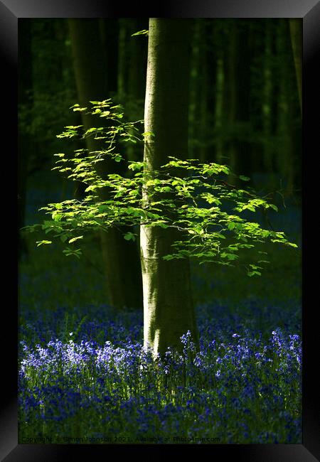 sunlit leaves and bluebells Framed Print by Simon Johnson