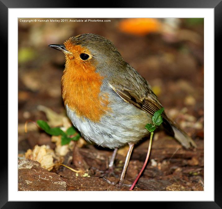 Robin Redbreast Framed Mounted Print by Hannah Morley