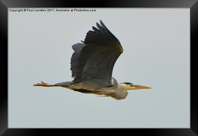 Gray Heron in Flight Framed Print by Paul Leviston
