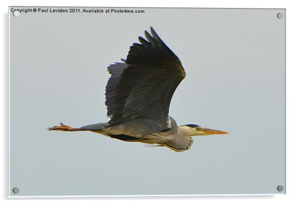 Gray Heron in Flight Acrylic by Paul Leviston