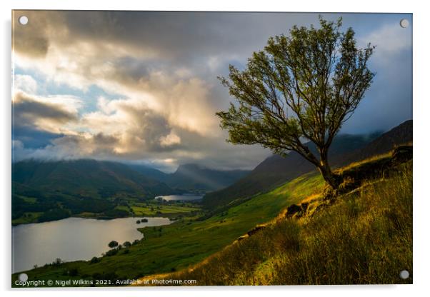 Rowan Tree at Crummock Water, Lake District Acrylic by Nigel Wilkins