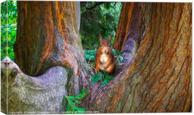 Red Squirrel  Canvas Print by Alison Chambers
