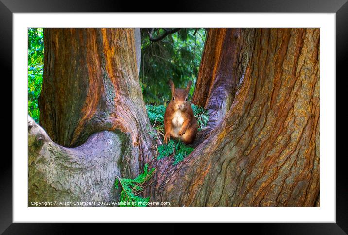 Red Squirrel  Framed Mounted Print by Alison Chambers