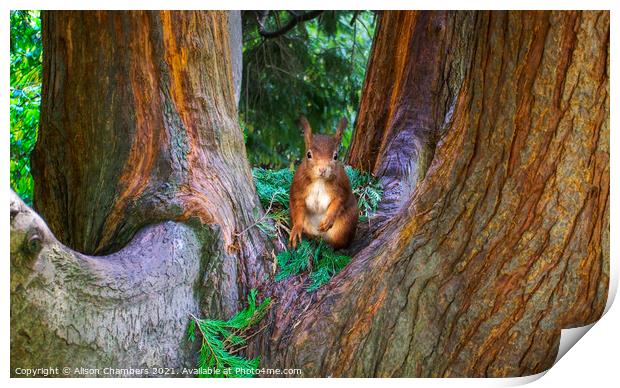 Red Squirrel  Print by Alison Chambers
