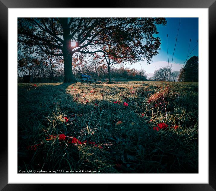The bench by the tree Framed Mounted Print by andrew copley