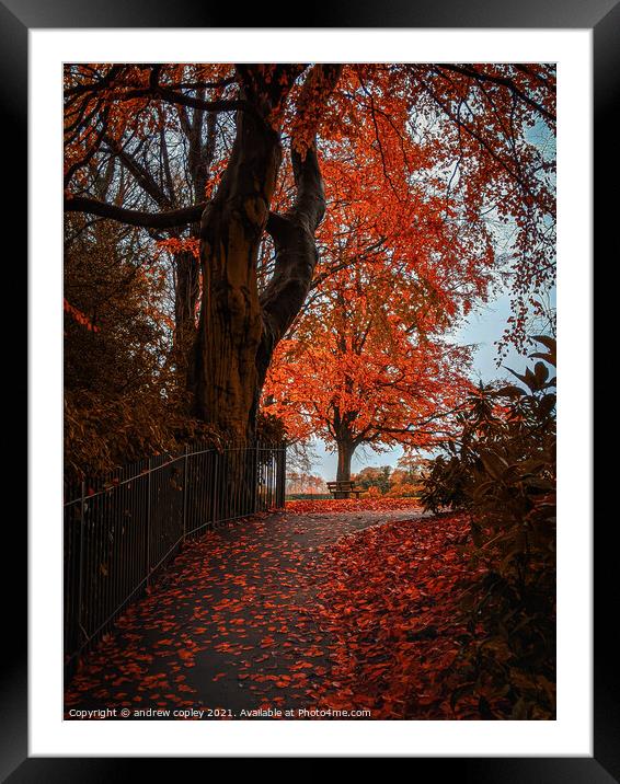 A autumn park walk  Framed Mounted Print by andrew copley