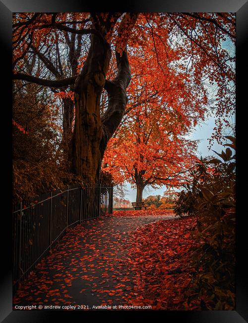 A autumn park walk  Framed Print by andrew copley