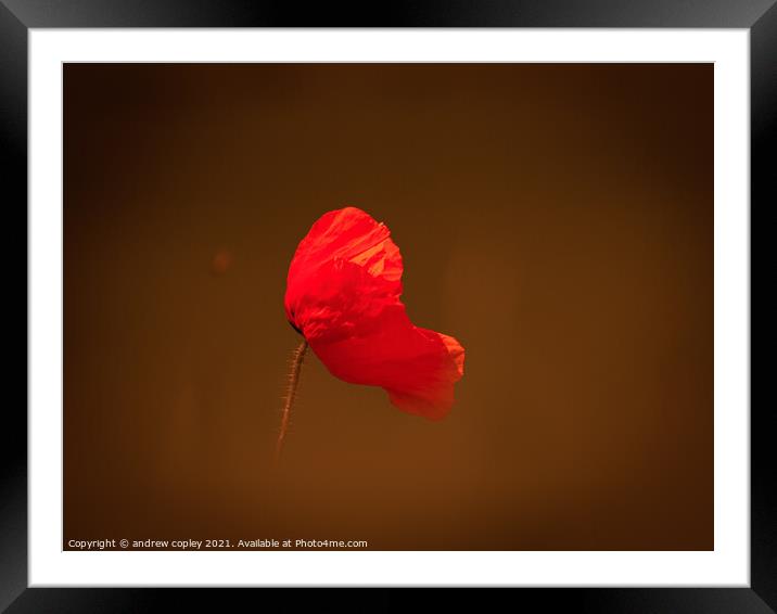 The lone flower Framed Mounted Print by andrew copley