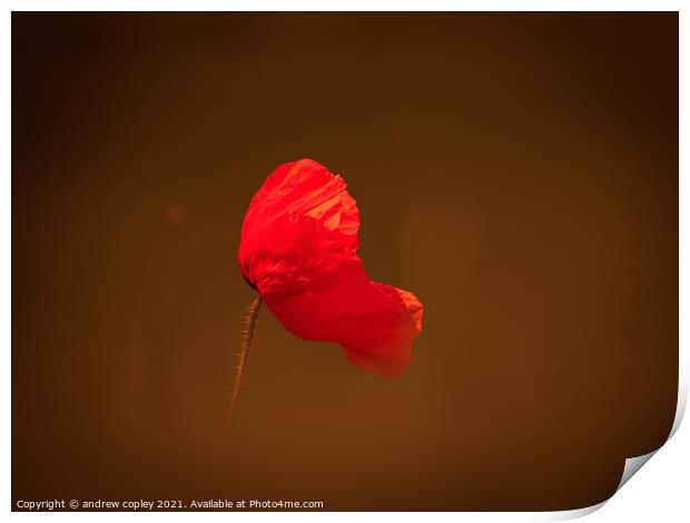 The lone flower Print by andrew copley