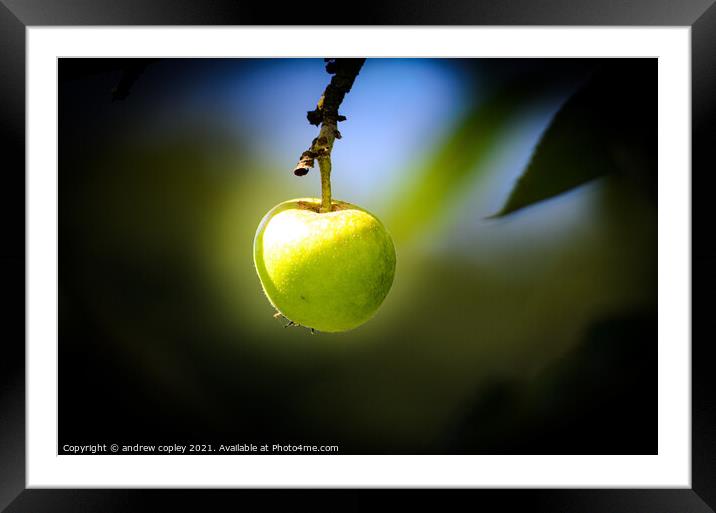 Ready to eat Framed Mounted Print by andrew copley