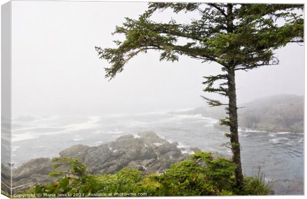 Wild Pacific Trail in the Fog Canvas Print by Maria Janicki