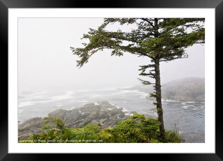 Wild Pacific Trail in the Fog Framed Mounted Print by Maria Janicki