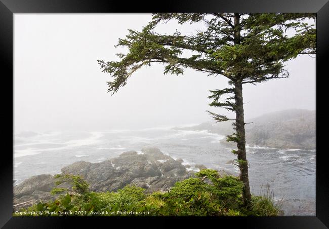Wild Pacific Trail in the Fog Framed Print by Maria Janicki