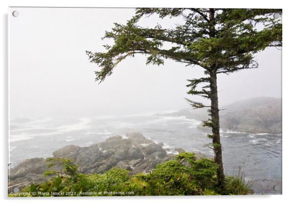 Wild Pacific Trail in the Fog Acrylic by Maria Janicki