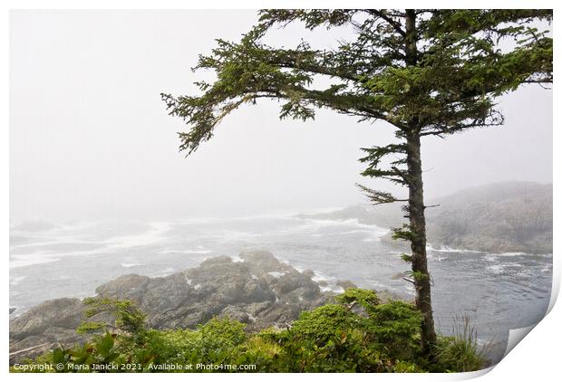 Wild Pacific Trail in the Fog Print by Maria Janicki