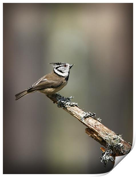 CRESTED TIT Print by Anthony R Dudley (LRPS)