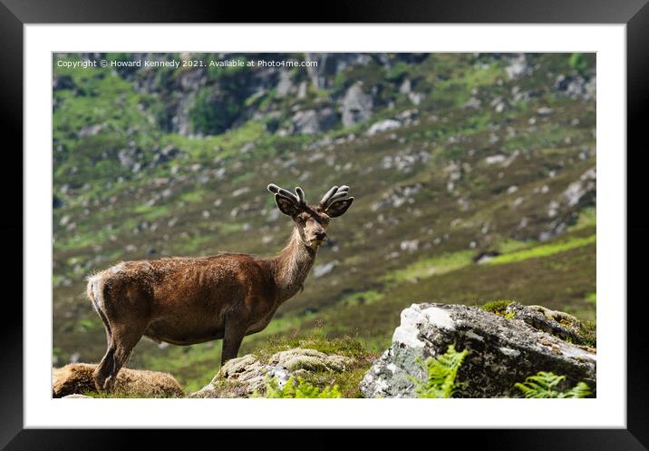 Young Red Deer Stag in velvet Framed Mounted Print by Howard Kennedy