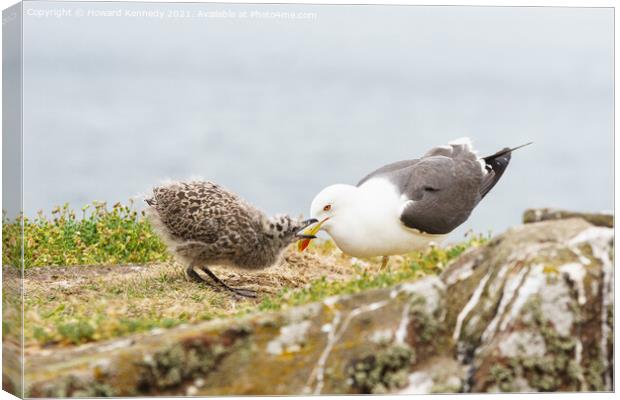 Lesser Black-Backed Gull chick begging for food Canvas Print by Howard Kennedy