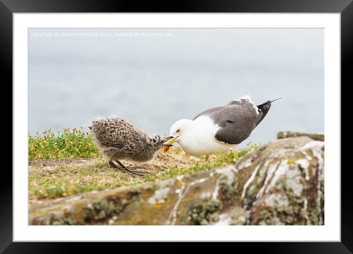 Lesser Black-Backed Gull chick begging for food Framed Mounted Print by Howard Kennedy