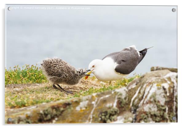 Lesser Black-Backed Gull chick begging for food Acrylic by Howard Kennedy