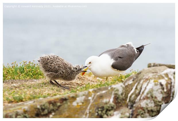 Lesser Black-Backed Gull chick begging for food Print by Howard Kennedy
