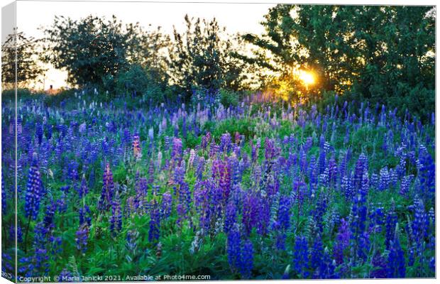 Lupins in the Sunbeam Canvas Print by Maria Janicki