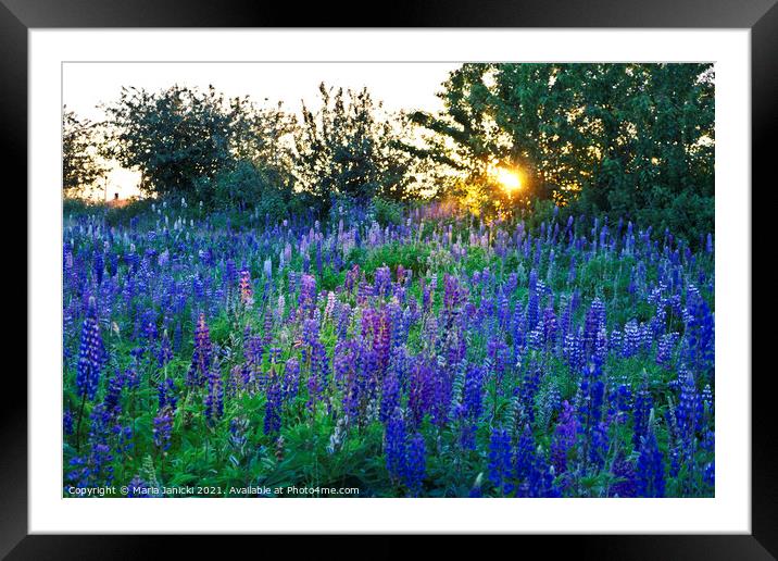 Lupins in the Sunbeam Framed Mounted Print by Maria Janicki