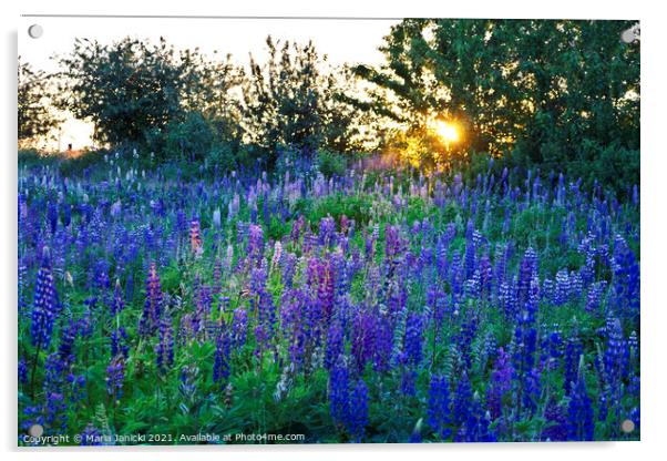 Lupins in the Sunbeam Acrylic by Maria Janicki