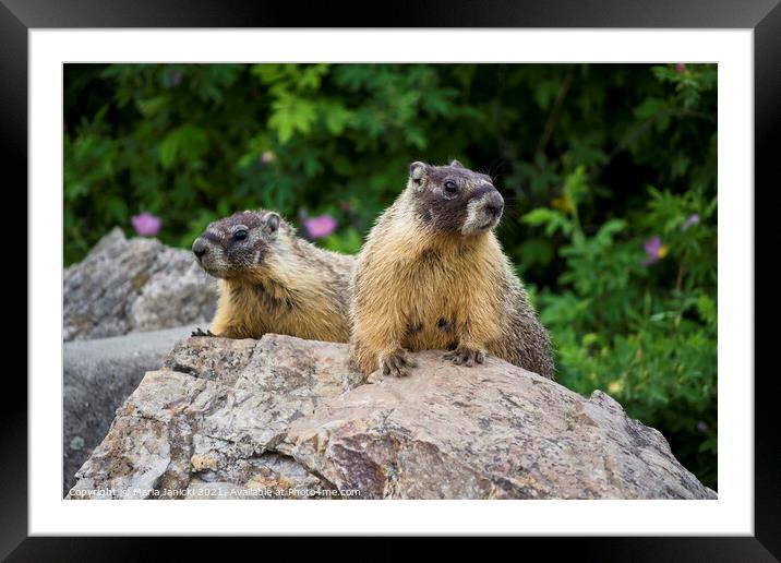 Pair of Yellow-bellied Marmots in British Columbia Framed Mounted Print by Maria Janicki