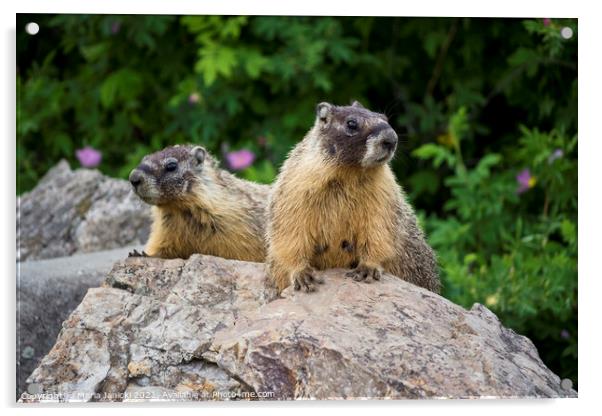 Pair of Yellow-bellied Marmots in British Columbia Acrylic by Maria Janicki