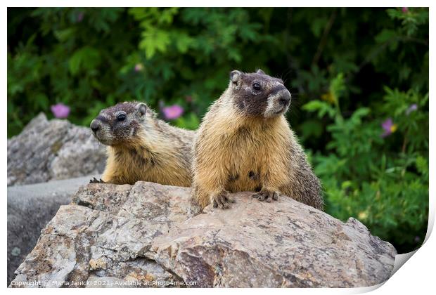 Pair of Yellow-bellied Marmots in British Columbia Print by Maria Janicki