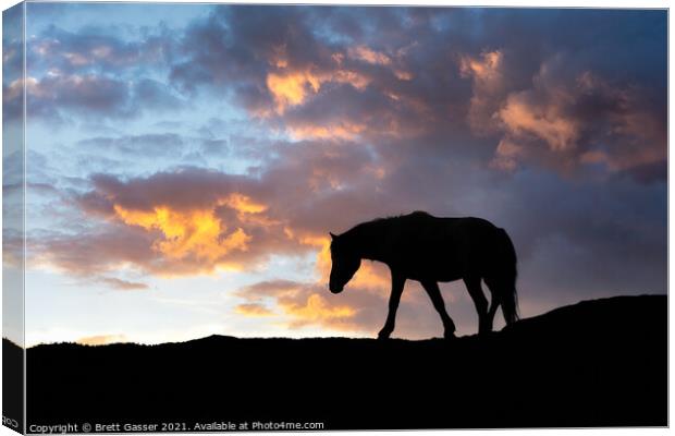 Dartmoor Pony Sunset Canvas Print by Brett Gasser