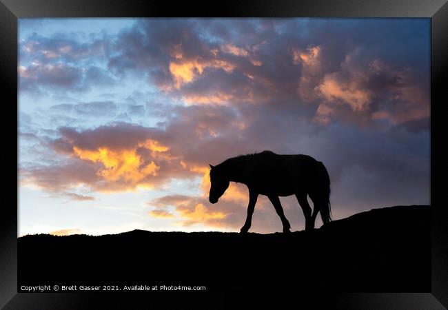 Dartmoor Pony Sunset Framed Print by Brett Gasser
