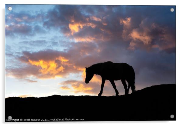 Dartmoor Pony Sunset Acrylic by Brett Gasser
