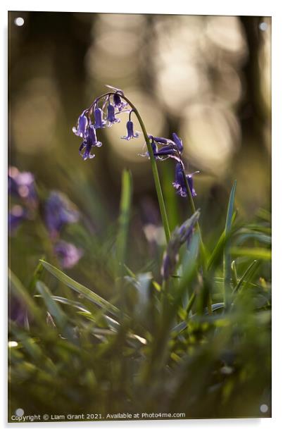 Bluebell flower detail at sunset. South Weald, Essex, UK. Acrylic by Liam Grant