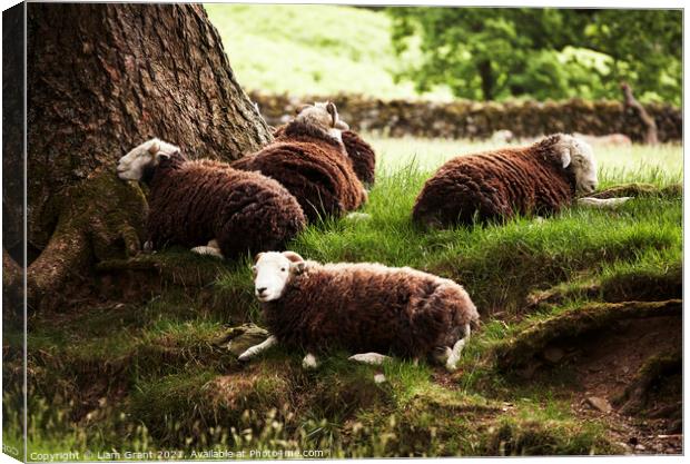 Sheep laying in the shade on a hot summers day. Cumbria, UK. Canvas Print by Liam Grant
