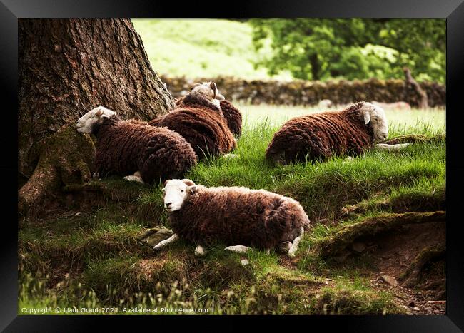 Sheep laying in the shade on a hot summers day. Cumbria, UK. Framed Print by Liam Grant