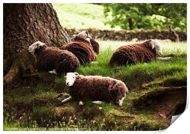 Sheep laying in the shade on a hot summers day. Cumbria, UK. Print by Liam Grant