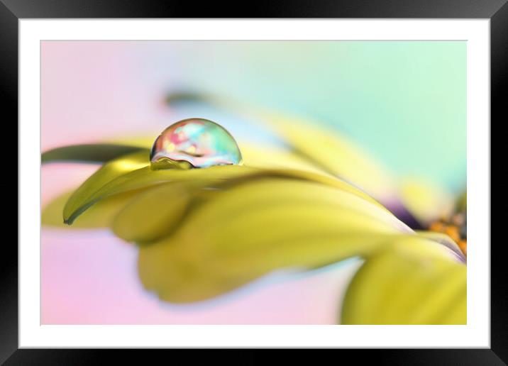 Dreamy Daisy Drop Framed Mounted Print by Sharon Johnstone