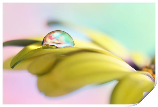 Dreamy Daisy Drop Print by Sharon Johnstone