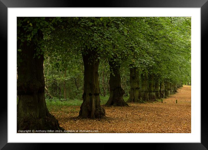 Row of Trees Framed Mounted Print by Anthony Dillon