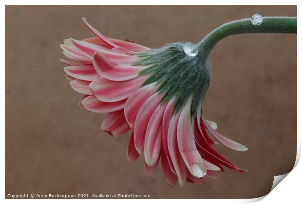 Water droplets on a flower  Print by Andy Buckingham