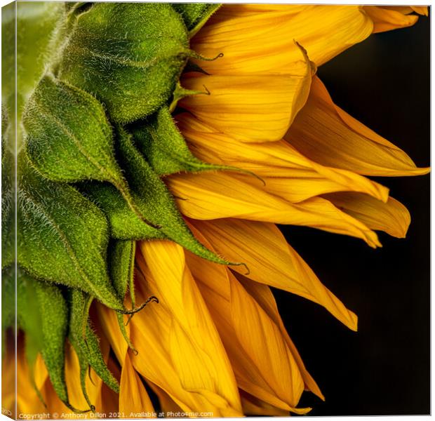 Abstract Sunflower Canvas Print by Anthony Dillon