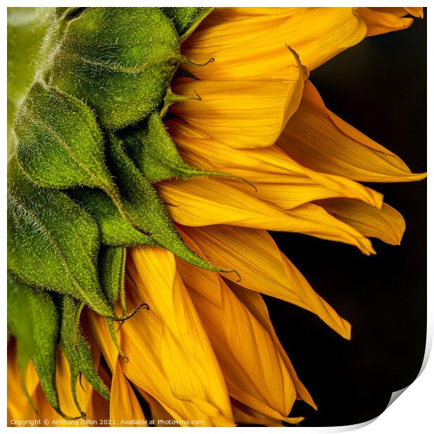 Abstract Sunflower Print by Anthony Dillon