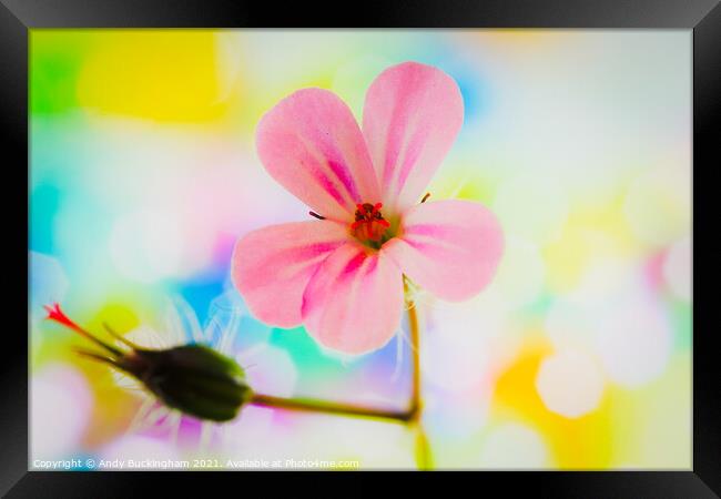 Robert Geranium Framed Print by Andy Buckingham