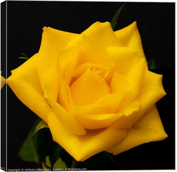 Yellow Rose Canvas Print by Anthony Dillon
